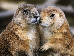 Preview wallpaper gophers, couple, animals