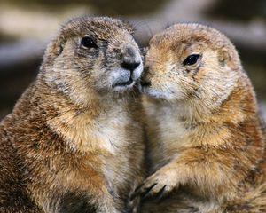 Preview wallpaper gophers, couple, animals