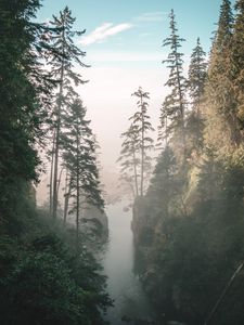 Preview wallpaper gorge, river, fog, cliffs, trees