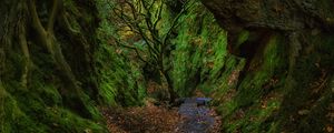 Preview wallpaper gorge, staircase, foliage, moss, devils staircase, finnich, scotland