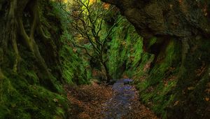 Preview wallpaper gorge, staircase, foliage, moss, devils staircase, finnich, scotland