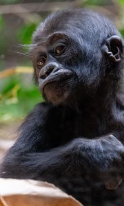 Preview wallpaper gorilla, baby, cute, wildlife