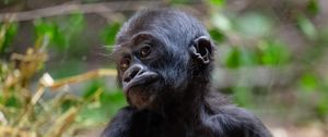 Preview wallpaper gorilla, baby, cute, wildlife