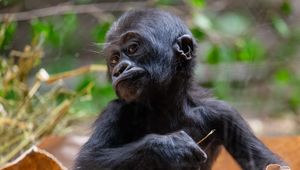 Preview wallpaper gorilla, baby, cute, wildlife