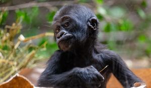 Preview wallpaper gorilla, baby, cute, wildlife