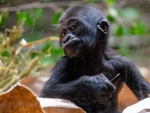 Preview wallpaper gorilla, baby, cute, wildlife