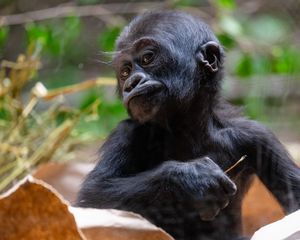 Preview wallpaper gorilla, baby, cute, wildlife