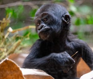 Preview wallpaper gorilla, baby, cute, wildlife