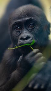 Preview wallpaper gorilla, baby, leaf, wildlife