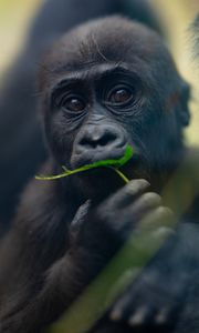 Preview wallpaper gorilla, baby, leaf, wildlife