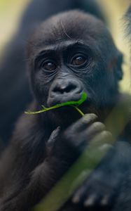 Preview wallpaper gorilla, baby, leaf, wildlife