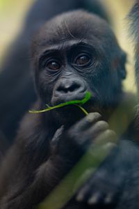 Preview wallpaper gorilla, baby, leaf, wildlife