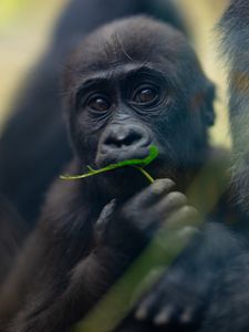 Preview wallpaper gorilla, baby, leaf, wildlife