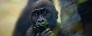 Preview wallpaper gorilla, baby, leaf, wildlife