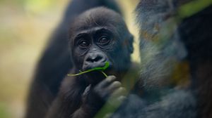 Preview wallpaper gorilla, baby, leaf, wildlife