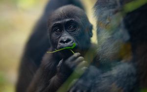 Preview wallpaper gorilla, baby, leaf, wildlife