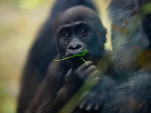 Preview wallpaper gorilla, baby, leaf, wildlife