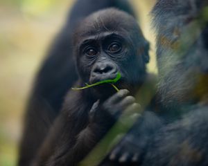 Preview wallpaper gorilla, baby, leaf, wildlife