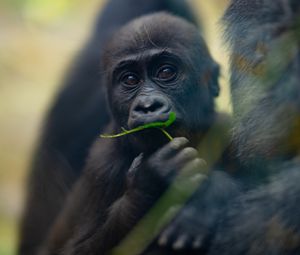 Preview wallpaper gorilla, baby, leaf, wildlife