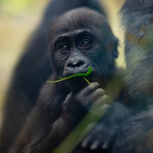 Preview wallpaper gorilla, baby, leaf, wildlife