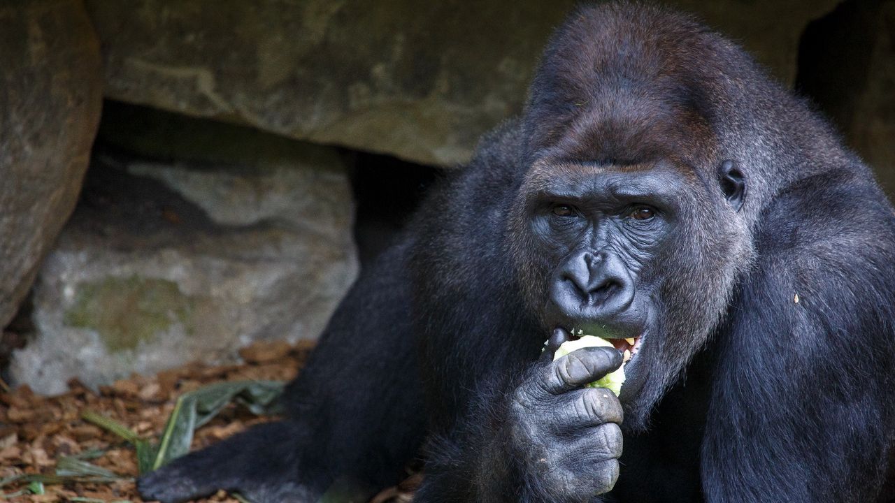 Wallpaper gorilla, eating, sitting, snout
