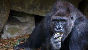 Preview wallpaper gorilla, eating, sitting, snout