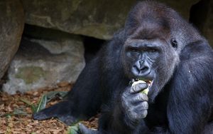 Preview wallpaper gorilla, eating, sitting, snout