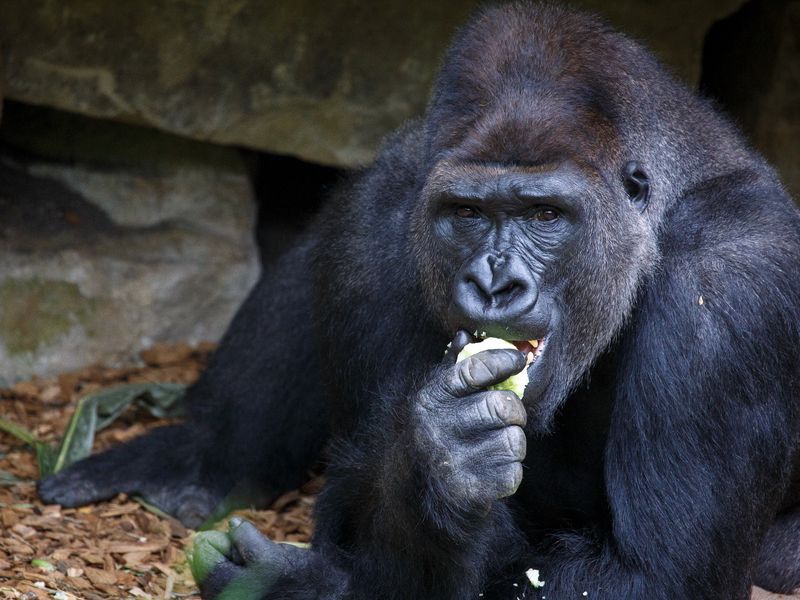 Download Wallpaper 800x600 Gorilla Eating Sitting Snout Pocket Pc Pda Hd Background