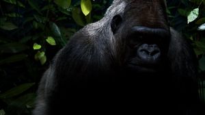 Preview wallpaper gorilla, hair, shadow, jungle