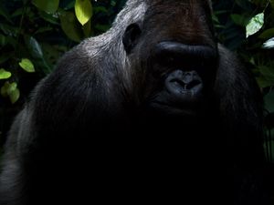 Preview wallpaper gorilla, hair, shadow, jungle
