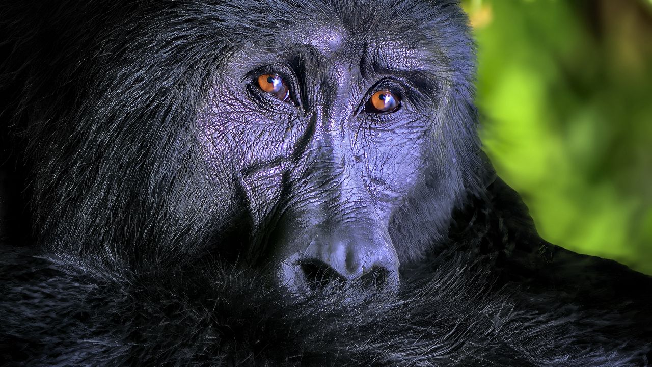 Wallpaper gorilla, monkey, animal, wildlife, black