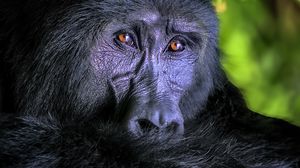 Preview wallpaper gorilla, monkey, animal, wildlife, black