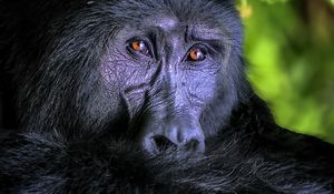 Preview wallpaper gorilla, monkey, animal, wildlife, black