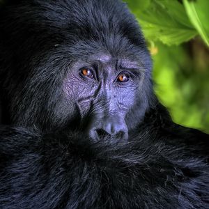 Preview wallpaper gorilla, monkey, animal, wildlife, black