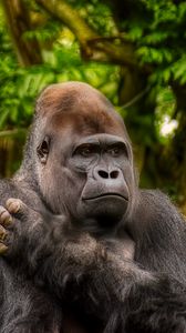 Preview wallpaper gorilla, monkey, animal, wildlife, plants