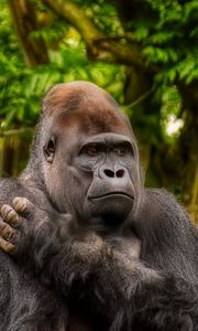 Preview wallpaper gorilla, monkey, animal, wildlife, plants