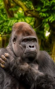 Preview wallpaper gorilla, monkey, animal, wildlife, plants