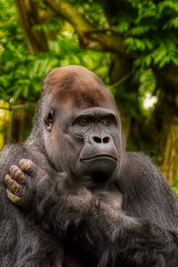 Preview wallpaper gorilla, monkey, animal, wildlife, plants