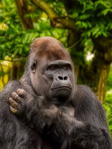 Preview wallpaper gorilla, monkey, animal, wildlife, plants