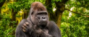 Preview wallpaper gorilla, monkey, animal, wildlife, plants