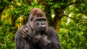 Preview wallpaper gorilla, monkey, animal, wildlife, plants