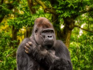 Preview wallpaper gorilla, monkey, animal, wildlife, plants