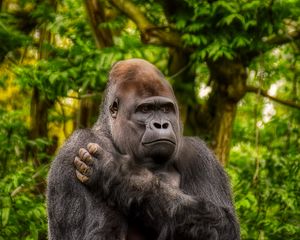 Preview wallpaper gorilla, monkey, animal, wildlife, plants