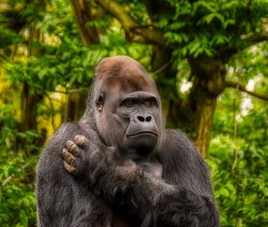 Preview wallpaper gorilla, monkey, animal, wildlife, plants