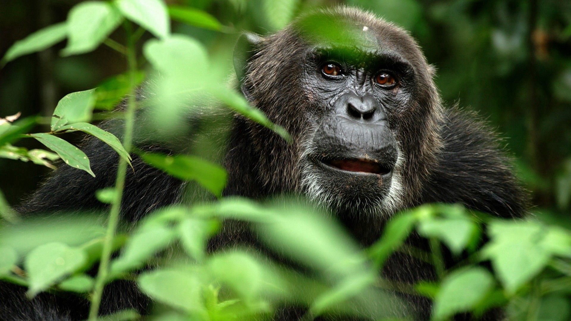 Download wallpaper 1920x1080 gorilla, monkey, grass, hide, branches hd ...