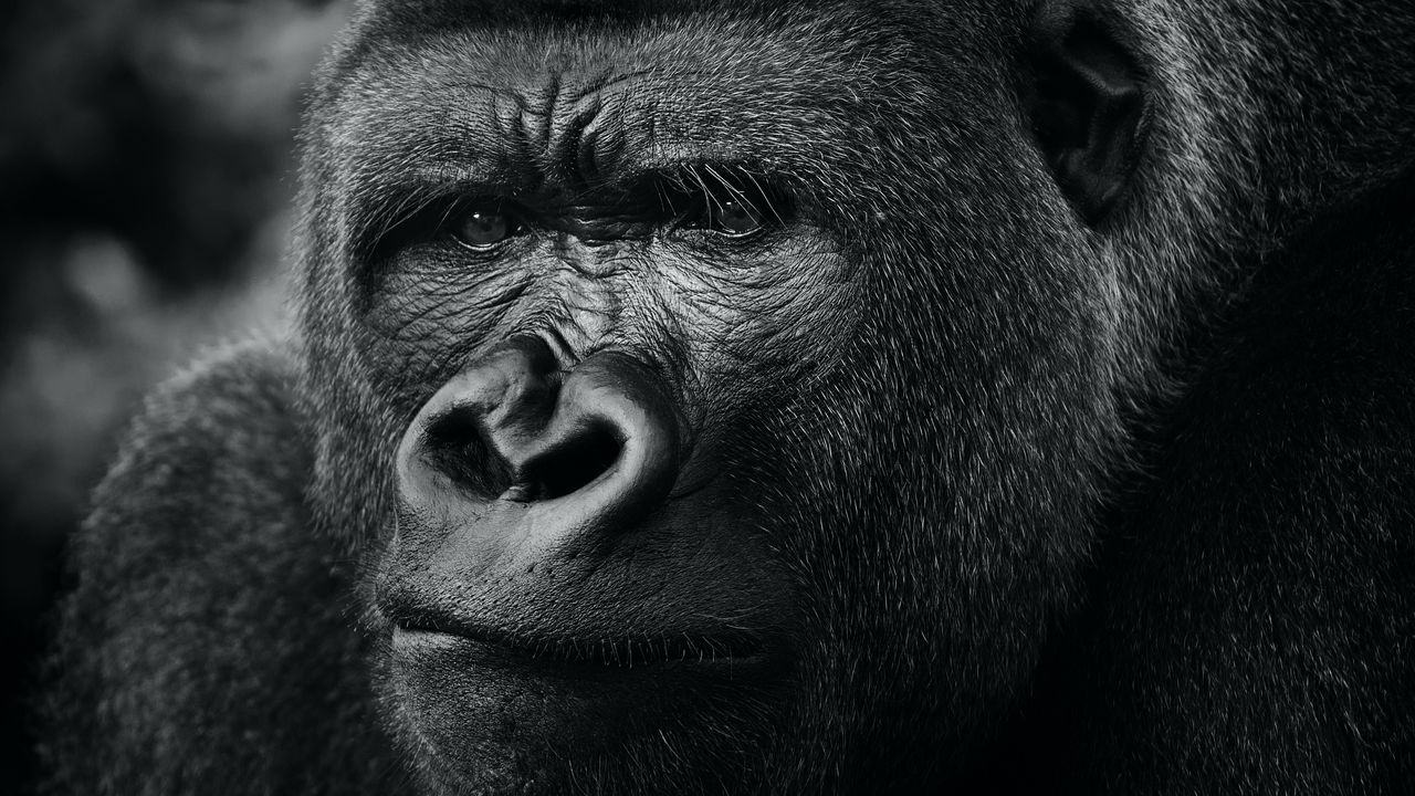 Wallpaper gorilla, primate, animal, black