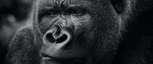 Preview wallpaper gorilla, primate, animal, black