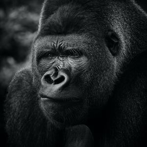 Preview wallpaper gorilla, primate, animal, black