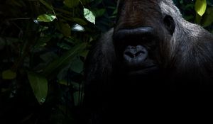 Preview wallpaper gorilla, shadow, sit