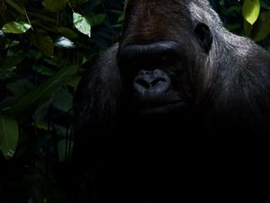 Preview wallpaper gorilla, shadow, sit